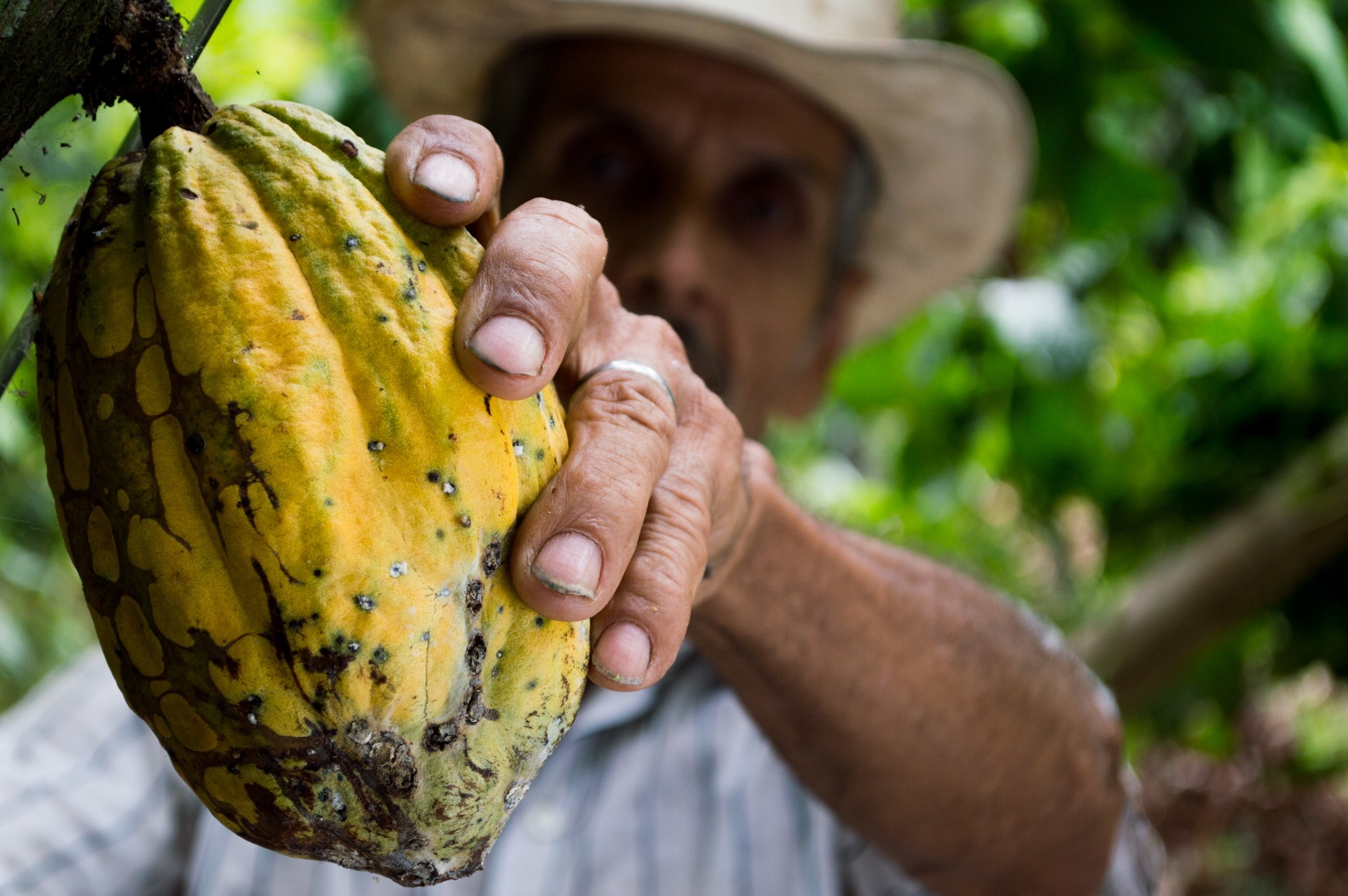 Mężczyzna zrywający ziarna kakaowca jako przykład surowca do inwestowania